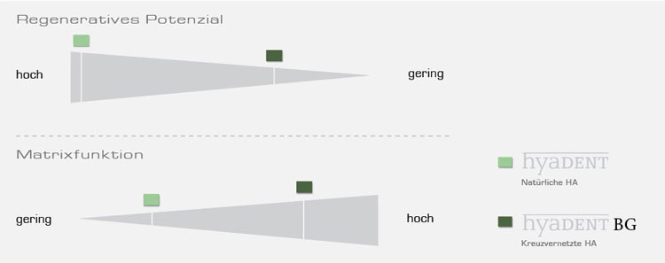 Regedent Regeneration Grafik